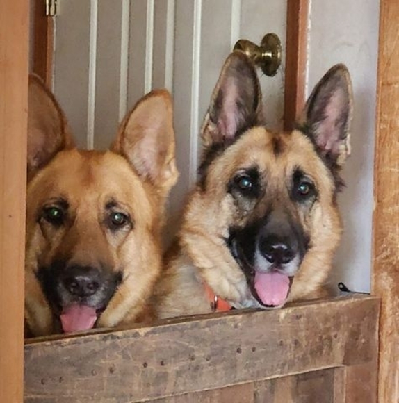 Meet your Posher, Shelly - Picture 1 of 1